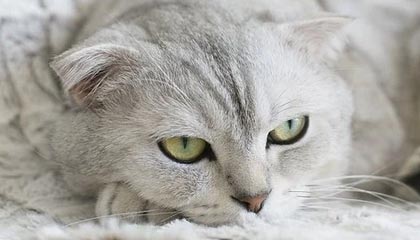 你牛什么牛歌-你牛什么牛歌名