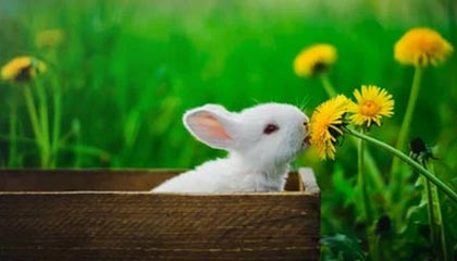 阿里巴巴是什么歌—阿里巴巴这个歌